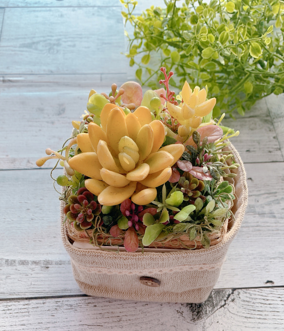 多肉植物寄せ植え鉢カバー付(きいろ) 多肉植物 リトルマーベル