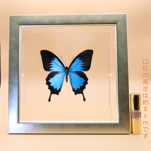 ガラスの靴 ◇オオルリアゲハ◇ ライトフレーム 蝶の標本 その他アート