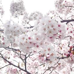 【特集掲載】本物の桜 ソメイヨシノ/ ピアスorイヤリング /sakura white 7枚目の画像