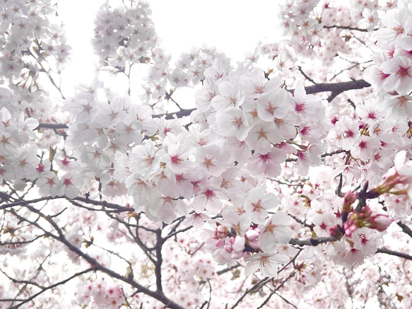 【特集掲載】本物の桜 ソメイヨシノ/ ピアスorイヤリング / sakura white 7枚目の画像