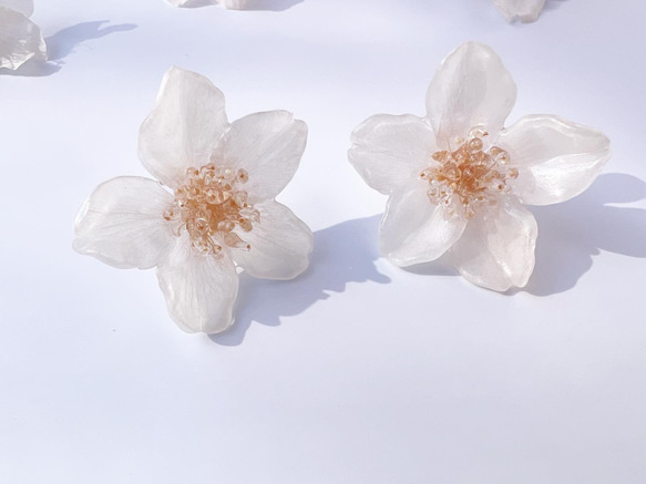 【特集掲載】本物の桜 ソメイヨシノ/ ピアスorイヤリング /sakura white［※5日以内に発送］ 2枚目の画像