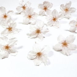本物の桜 ソメイヨシノ Sakura white《※片耳用ピアスorイヤリング》※受注制作 4枚目の画像