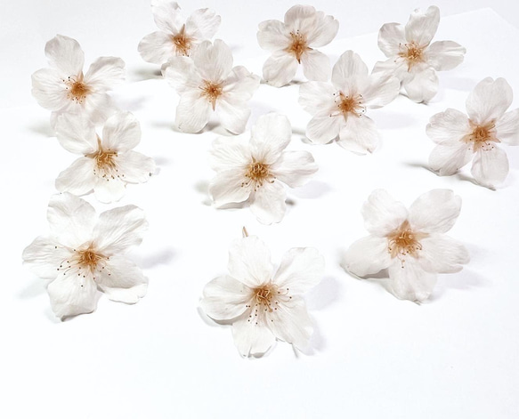 本物の桜 ソメイヨシノ Sakura white《※片耳用ピアスorイヤリング》※受注制作 4枚目の画像
