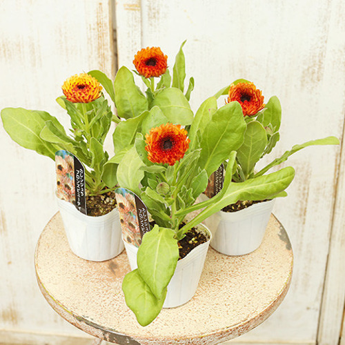 再入荷花苗 キンセンカ カレンジュラ(カレンデュラ) ブロンズ