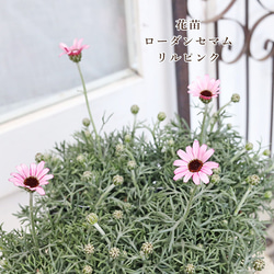花苗 イングリッシュラベンダー セリーヌ 3.5号 多年草 ハーブ
