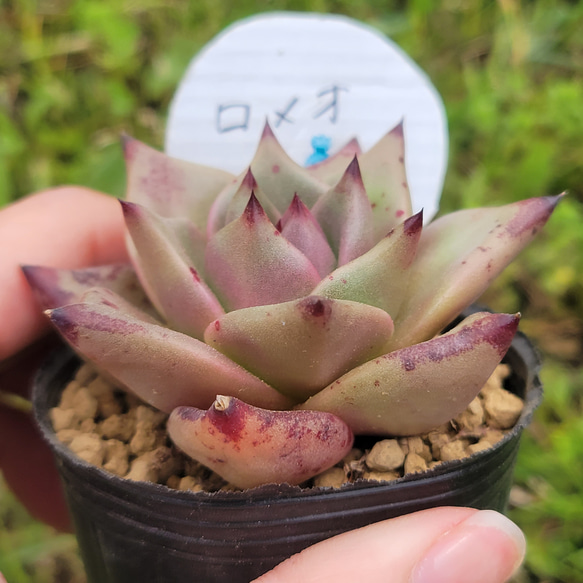 ロメオ 多肉植物 エケベリア 3枚目の画像