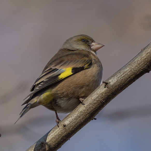 鳥色ネックウォーマー　カワラヒワ♂ 6枚目の画像