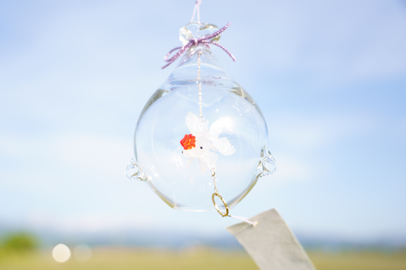 2025年販売開始「 そらとぶきんぎょ　-丹頂- 」　ガラス風鈴 4枚目の画像