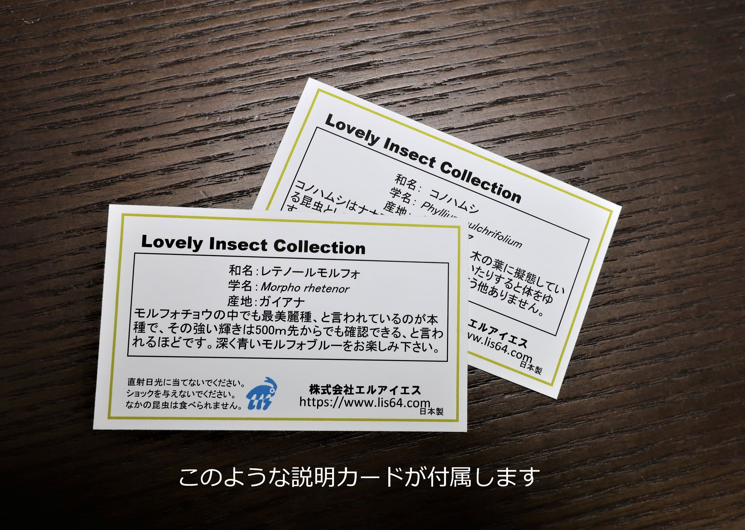 噂の美少年　◆アドニスモルフォ◆　アクリルフレーム　蝶の標本