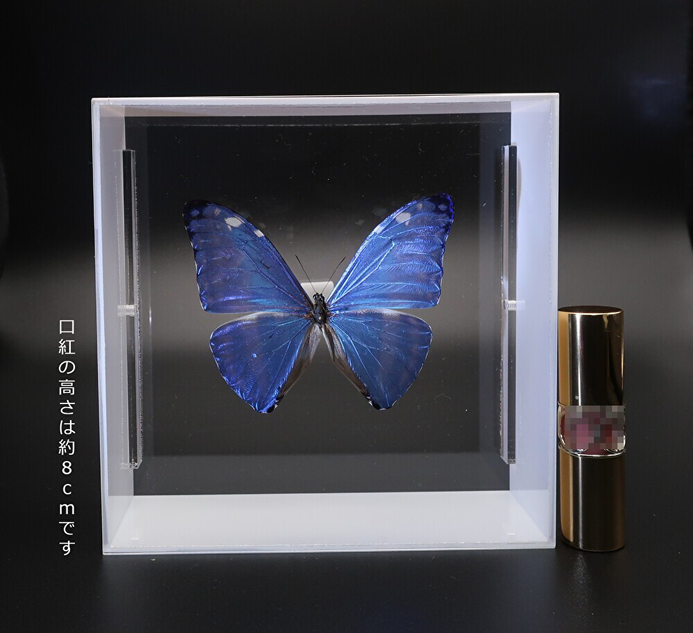 噂の美少年　◆アドニスモルフォ◆　アクリルフレーム　蝶の標本