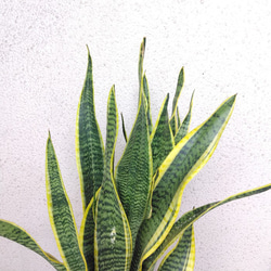 サンスベリア【ローレンチー】観葉植物　7号鉢　高さ◎　樹形綺麗　スタイリッシュ　マイナスイオン 8枚目の画像