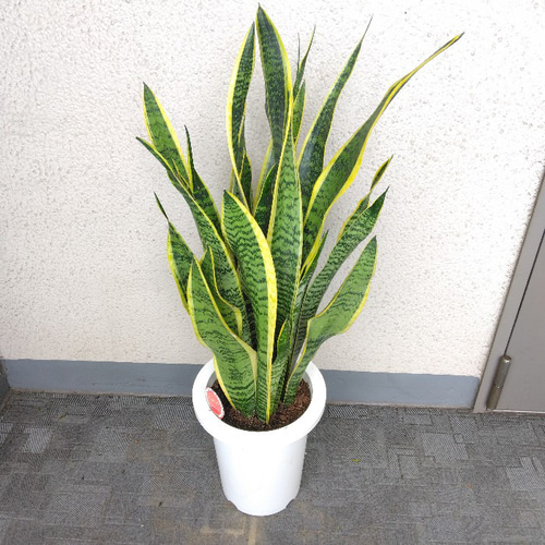 超希少)サンスベリア ローレンティー アッサラーム 抜き苗(1) 超希少)サンスベリア ローレンティー アッサラーム 抜き苗(1