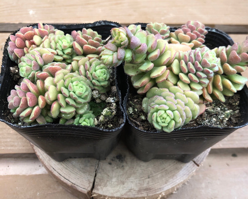 ワンダワンダー2 多肉植物 Today's Succulent] Hunted Succulents Introduction: The