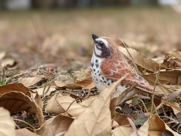 【受注後制作】羊毛フェルト 野鳥 小鳥 卓上マスコット ツグミ 1枚目の画像