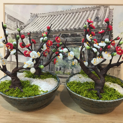 第4期 再販売しました》ミニチュア盆栽〈紅梅白梅〉 盆栽 AB-Hachi