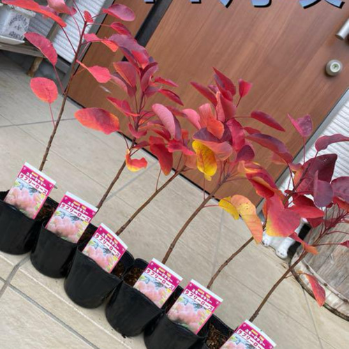 スモークツリー苗ラブリーローズ(紅葉No.1) ドライフラワー 虹花園 幸