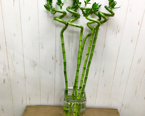 バンブー竹 発色良好 幸運竹 スパイラルバンブー 70-75cm 5本 その他