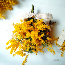 花言葉は“感謝”春を告げる花 ミモザのスワッグ フレッシュミモザ 3枚目の画像
