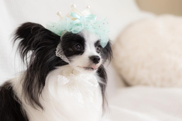 ＜デザインリニューアル！>ふんわりmintチュールの　mini crown 犬用アクセサリー　ペットの記念日に♪ ベビー 9枚目の画像