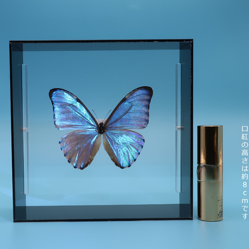 ラスト‼️レテノールモルフォ ssp.mariajosianae 蝶標本 昆虫標本 レテノールモルフォ ssp.mariajosianae 蝶標本 レテノールモルフォ ssp