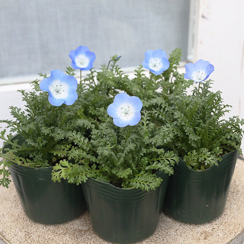 2苗セット 花苗 ネモフィラ インシグニスブルー メンジェシー 3号 青い