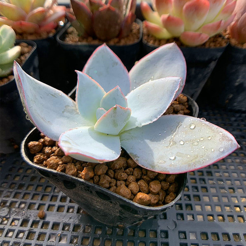 29.農園直売 多肉植物 寄せ植え エケベリア属 カンテ（中） 抜き苗