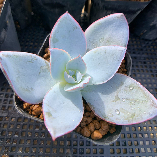 29.農園直売 多肉植物 寄せ植え エケベリア属 カンテ（中） 抜き苗