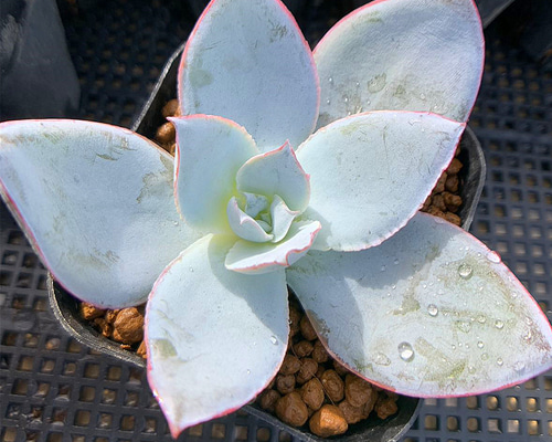 多肉植物　カンテ　◇抜き苗◇ 抜き苗 カンテ Echeveria cante | PUKUBOOK SUCCULENTS