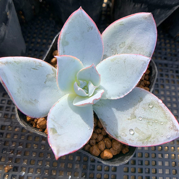 29.農園直売 多肉植物 寄せ植え エケベリア属 カンテ（中） 抜き苗