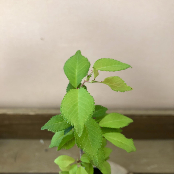 庭木・植木　富士桜　湖上の舞 7枚目の画像