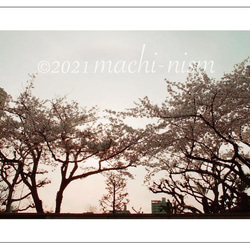 【桜 cherry】 『桜ハンドメイド202１』オリジナルフォト ポストカード５枚組 3枚目の画像