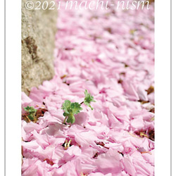 【桜 cherry】 『桜ハンドメイド202１』オリジナルフォト ポストカード５枚組 5枚目の画像