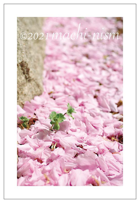 【桜 cherry】 『桜ハンドメイド202１』オリジナルフォト ポストカード５枚組 5枚目の画像