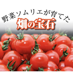 ③【塩トマトのようなフルーツトマト】ソムリエミニトマト　ダイヤ１kg 12枚目の画像
