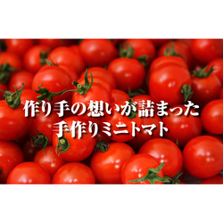 ⑥『極み』ソムリエトマト1.3kgとソムリエミニトマト　プラチナ１kg 9枚目の画像
