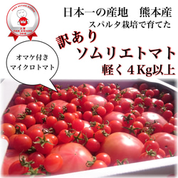 【受賞歴３回！】訳ありソムリエトマト４．５〜５.５kg（１８玉～３６玉)①のオマケ❗️マイクロトマト 1枚目の画像