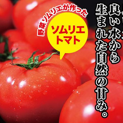 【受賞歴３回！】訳ありソムリエトマト４．５〜５.５kg（１８玉～３６玉)①のオマケ❗️マイクロトマト 2枚目の画像