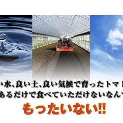 【受賞歴３回！】訳ありソムリエトマト４．５〜５.５kg（１８玉～３６玉)①のオマケ❗️マイクロトマト 9枚目の画像