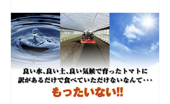 【受賞歴３回！】訳ありソムリエトマト４．５〜５.５kg（１８玉～３６玉)①のオマケ❗️マイクロトマト 9枚目の画像