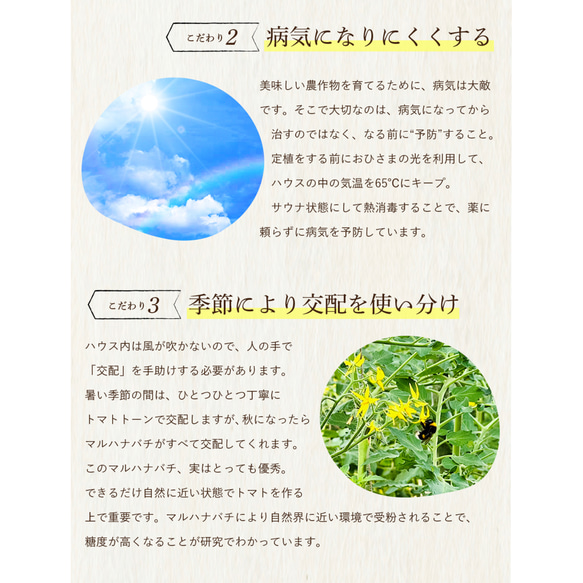 【受賞歴３回！】訳ありソムリエトマト4.5〜5.5kg（１８玉～３６玉) ③のオマケ 4枚目の画像