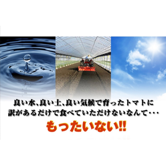 【受賞歴３回！】訳ありソムリエトマト4.5〜5.5kg（１８玉～３６玉) ③のオマケ 13枚目の画像