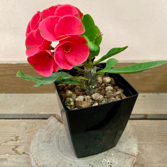 ユーフォルビア ハナキリン 八福神 赤花 多肉植物 plant life 通販