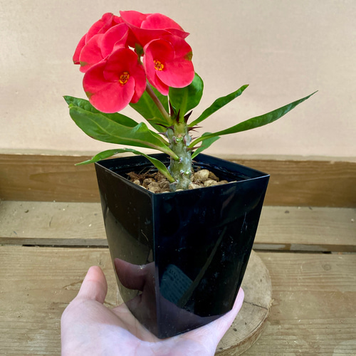 ユーフォルビア ハナキリン 八福神 赤花 多肉植物 plant life 通販