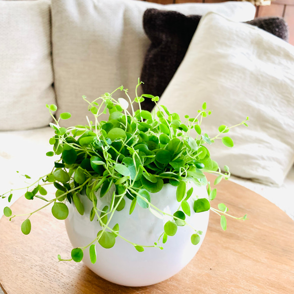 ザミア プミラ 多頭 陶器鉢 ザミア ・ プミラ《現品》(❁ᴗ͈ˬᴗ͈