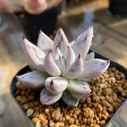 多肉・グリーンエメラルド美人錦・抜き苗 455.多肉植物 寄せ植え エケベリア属 グリーンエメラルド錦 抜き