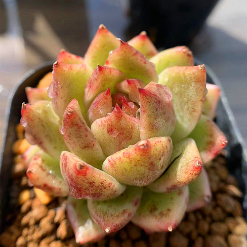 32.多肉植物 寄せ植え エケベリア属 クリスタルローズ 抜き苗 アート