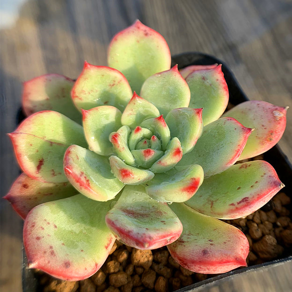 35.農園直売 多肉植物 寄せ植え エケベリア属 シャルモン 抜き苗 1枚目の画像