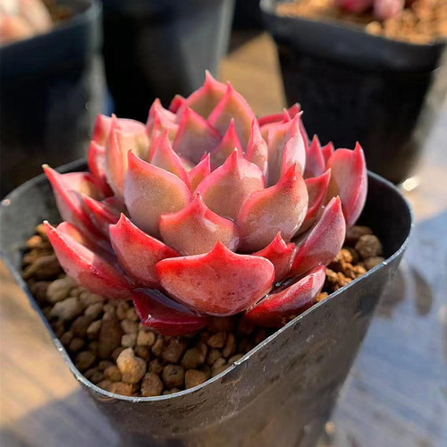 41．多肉植物 寄せ植え エケベリア属 ダークアイス （単）抜き苗