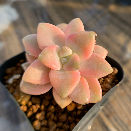 ティテュバンス錦 多肉 多肉植物 | www.scoutlier.com