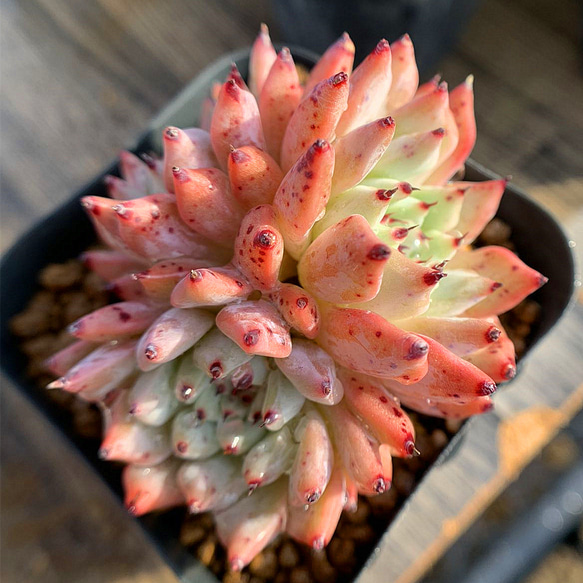 50多肉植物ルノーディーン 50苗4-6CM 【公式通販】